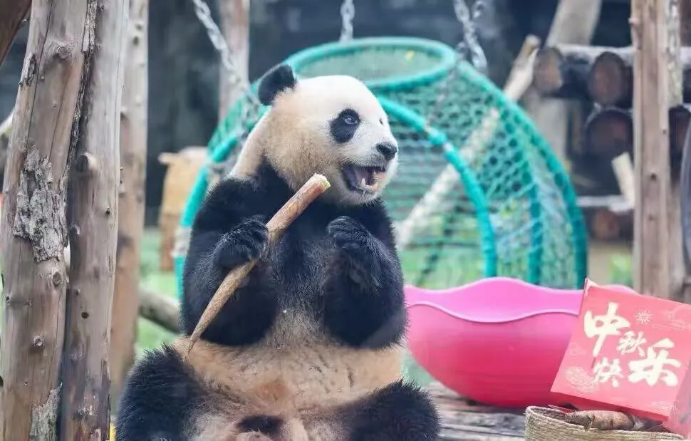 Giant panda sitting outdoors, holding and biting a wooden stick in a playful enclosure with a pink bowl nearby and Chinese New Year décor card nearby