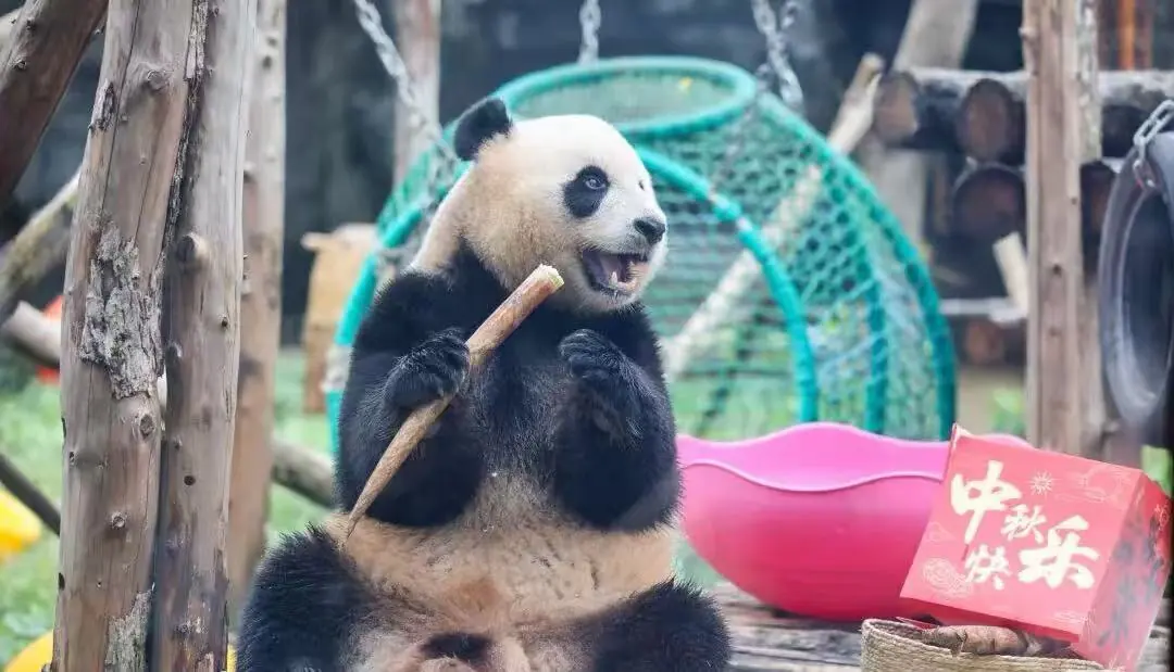 Beijing Zoo,Beijing,Chinatour Giant panda sitting outdoors, holding and biting a wooden stick in a playful enclosure with a pink bowl nearby and Chinese New Year décor card nearby