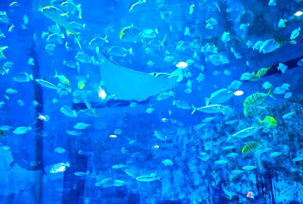 School of small blue fish swimming in a blue aquarium, with a few yellow-striped fish scattered throughout.