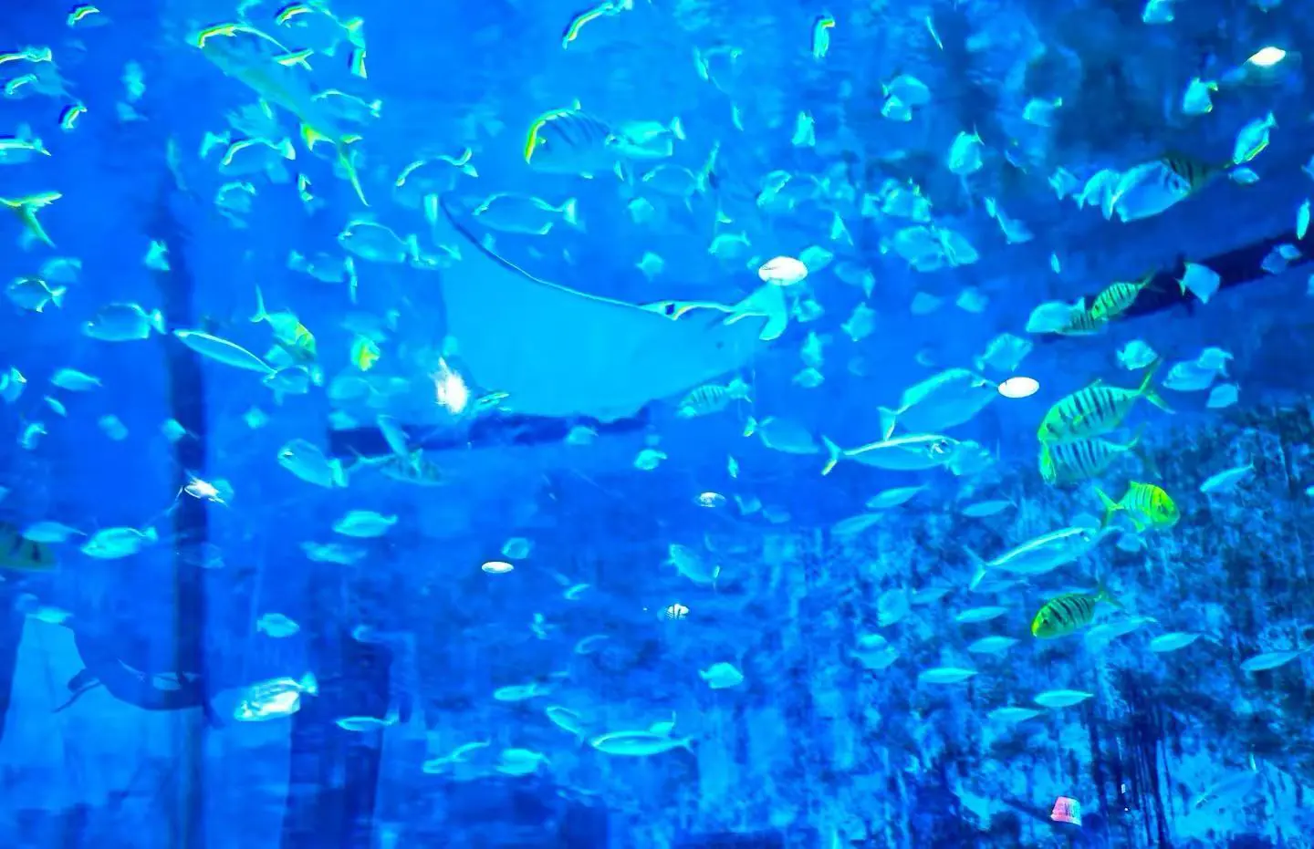 School of small blue fish swimming in a blue aquarium, with a few yellow-striped fish scattered throughout.