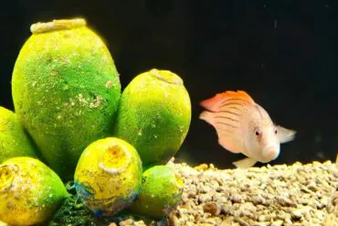 Xi’an Qujiang Polar Ocean Park,X`an,Chinatour Fish swims near bright green algae-covered rocks on a gravelly aquarium floor; dark background emphasizes the white-orange striped fish with an orange dorsal fin.