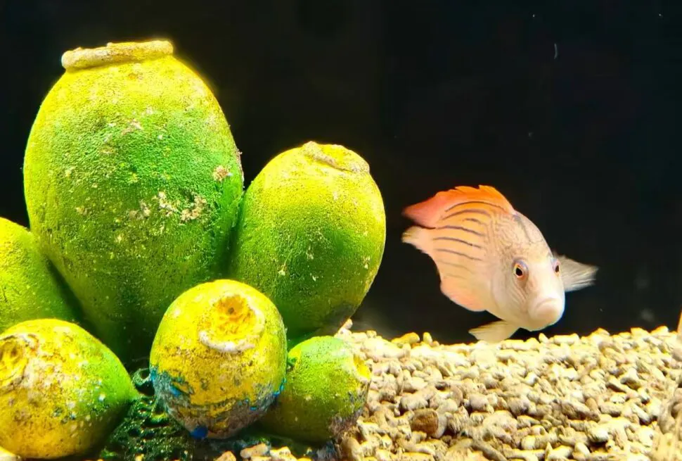 Fish swims near bright green algae-covered rocks on a gravelly aquarium floor; dark background emphasizes the white-orange striped fish with an orange dorsal fin.