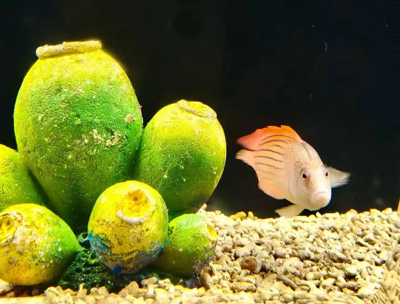 Xi’an Qujiang Polar Ocean Park,X`an,Chinatour Fish swims near bright green algae-covered rocks on a gravelly aquarium floor; dark background emphasizes the white-orange striped fish with an orange dorsal fin.