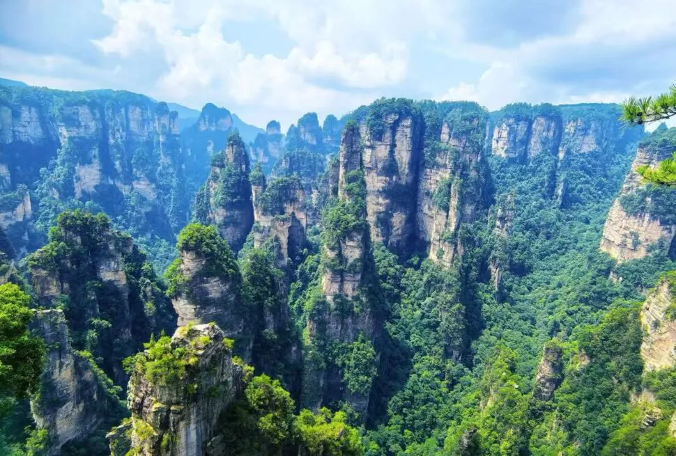 Towering sandstone pillars covered in green trees rise through a misty canyon, creating a dramatic forested landscape.