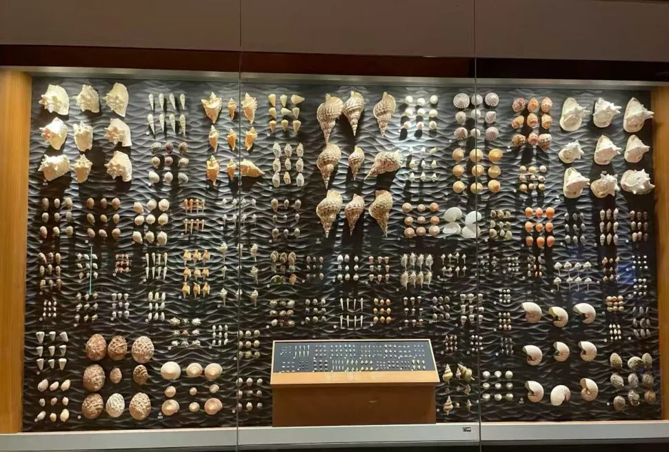 Shanghai Natural History Museum,Shanghai,Chinatour Museum display case with hundreds of seashells arranged in rows on a dark textured backdrop, plus a central information panel at the bottom center.