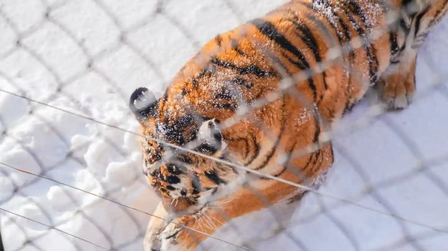 Hulin Snow Village,Mudanjiang,Chinatour Tiger in a snowy enclosure seen through a chain-link fence at a zoo.