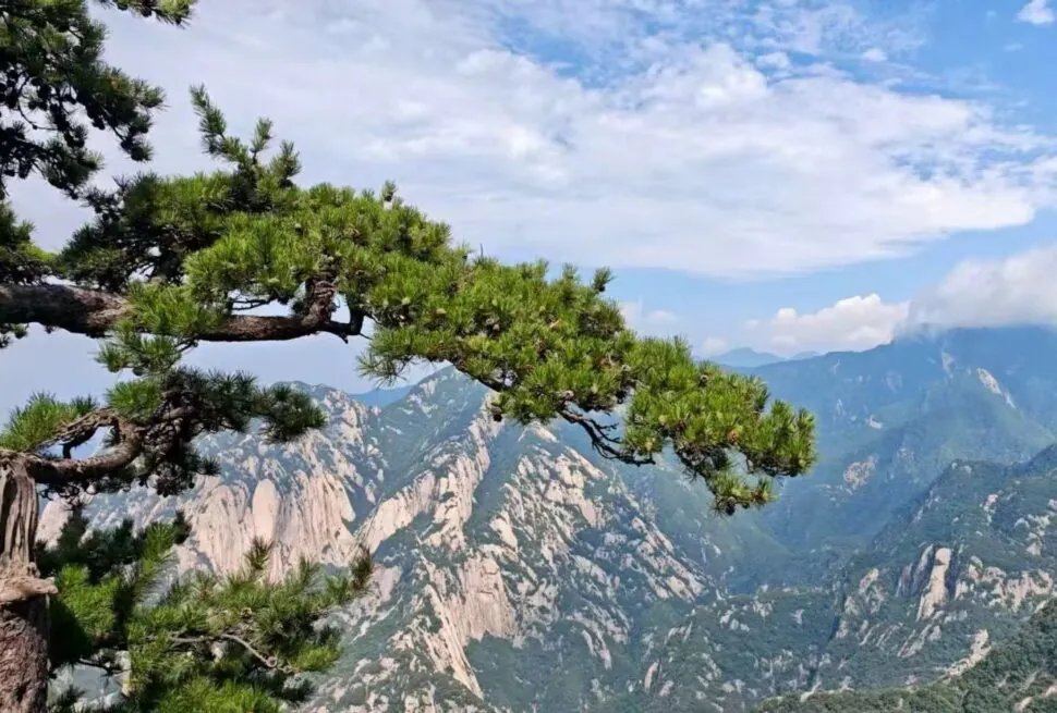 Pine branch extends over a rocky mountain valley with blue sky and distant peaks in the background.](https://)