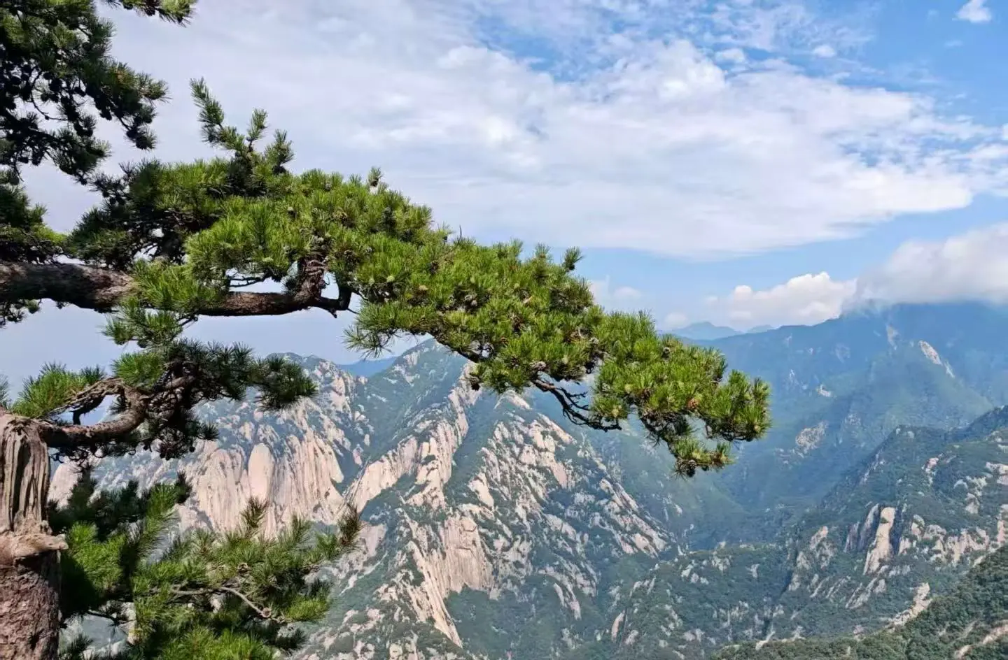 Pine branch extends over a rocky mountain valley with blue sky and distant peaks in the background.](https://)