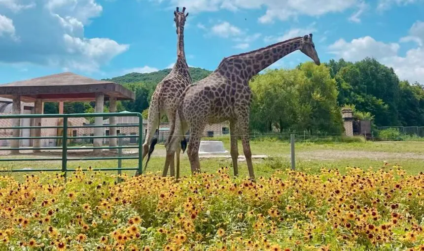 Complete Guide to Wildlife and Safari Parks in Mudanjiang Heilongjiang