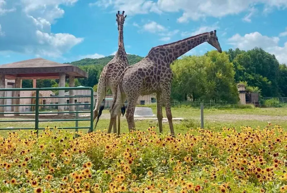 Wildlife and Safari Parks,Mudanjiang,Chinatour Two giraffes stand in a field of yellow flowers inside a fenced enclosure under a blue sky with clouds in the background.