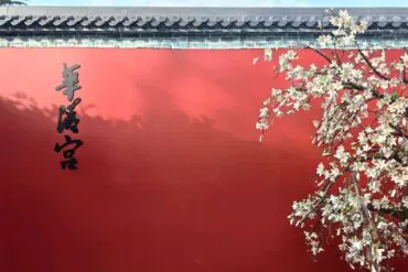 Huaqing Hot Springs and Ancient Baths,X`an,Chinatour Red wall with black Chinese calligraphy on the left and white blossoms on a flowering tree on the right, with a tiled roof above.