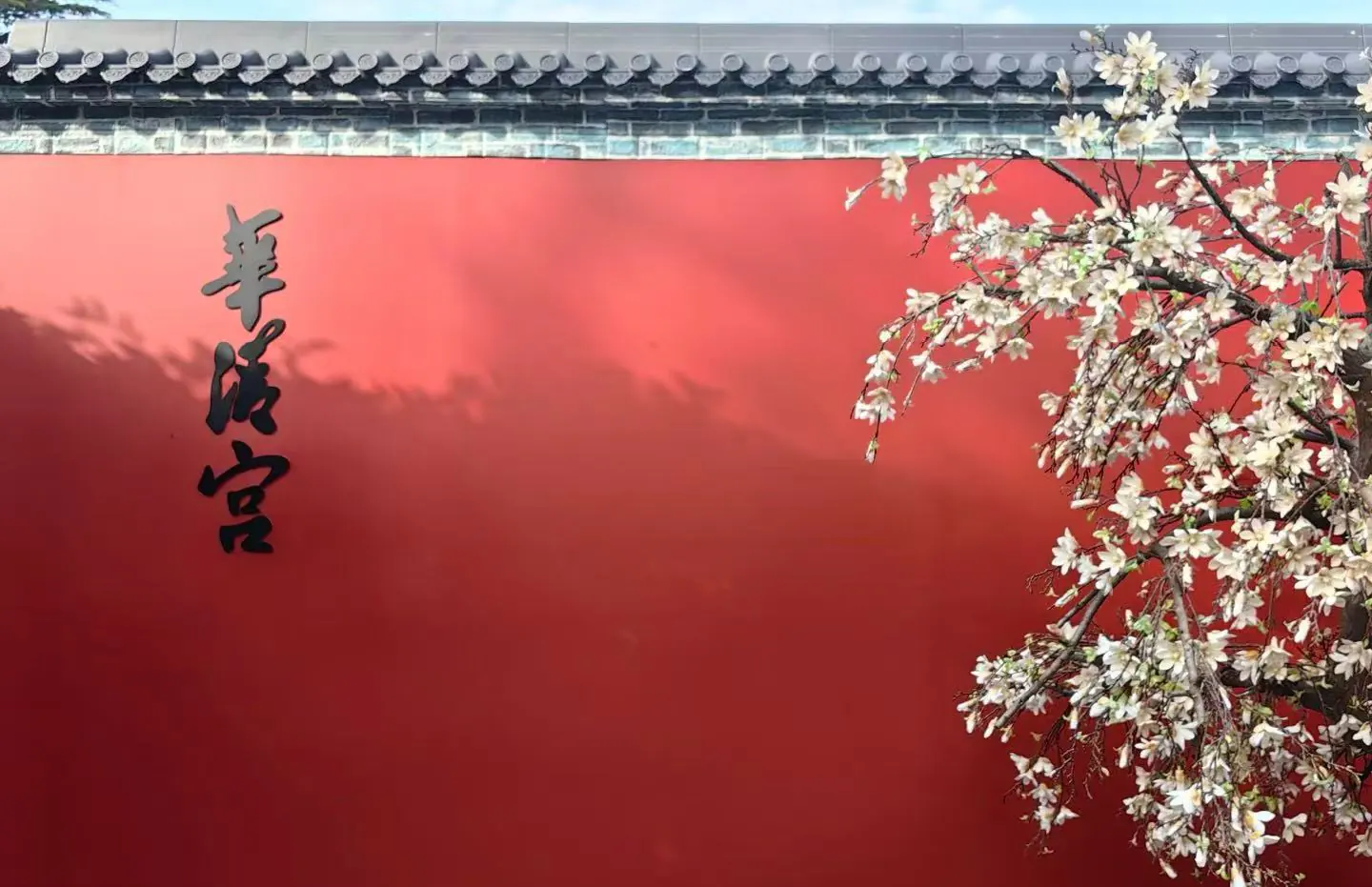 Red wall with black Chinese calligraphy on the left and white blossoms on a flowering tree on the right, with a tiled roof above.