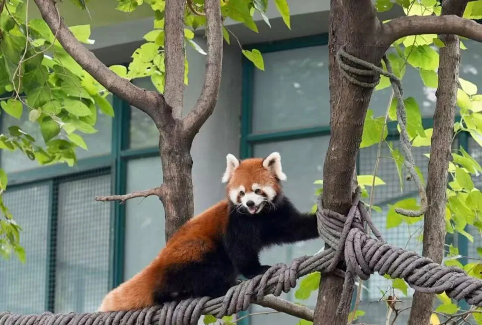 Red panda perched on a thick rope between tree trunks in a leafy outdoor setting, with a building in the background.