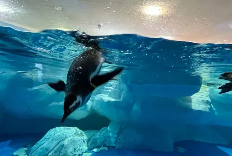 Shanghai Ocean Aquarium,Shanghai,Chinatour Penguin swimming underwater in a blue-tue aquarium with rocky seabed visible below.
