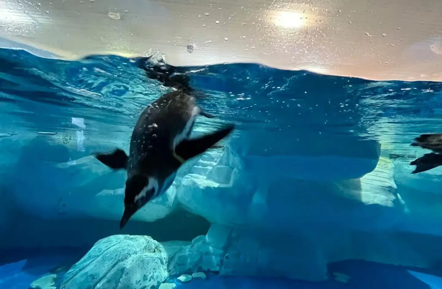 Shanghai Ocean Aquarium,Shanghai,Chinatour Penguin swimming underwater in a blue-tue aquarium with rocky seabed visible below.