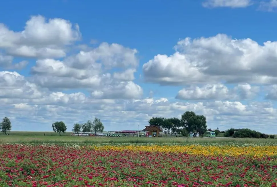Zhalong Nature Reserve Museum,Qiqihar,Chinatour Field of red flowers in the foreground with a yellow strip, a small wooden shelter and distant trees under a blue, cloudy sky.