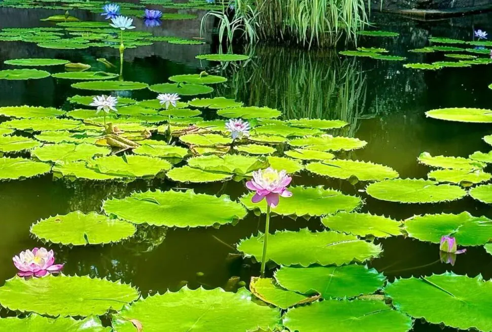 Lotus Hill Adventure,Guangzhou,Chinatour Calm pond densely covered with bright green lily pads and pink water lilies blooming amid the pads.