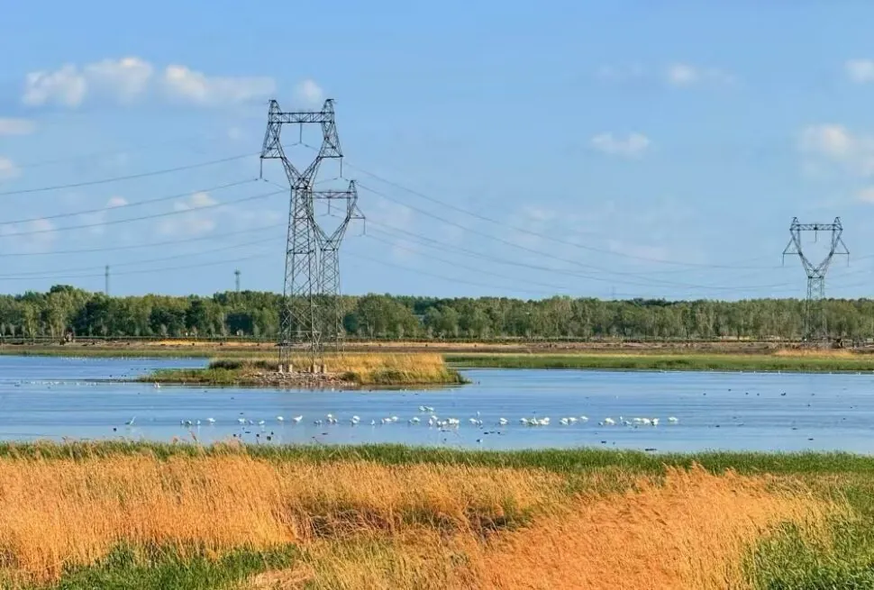Wide lake scene with tall lattice power transmission towers, grassy foreground, and a flock of white birds on the water under a blue sky.