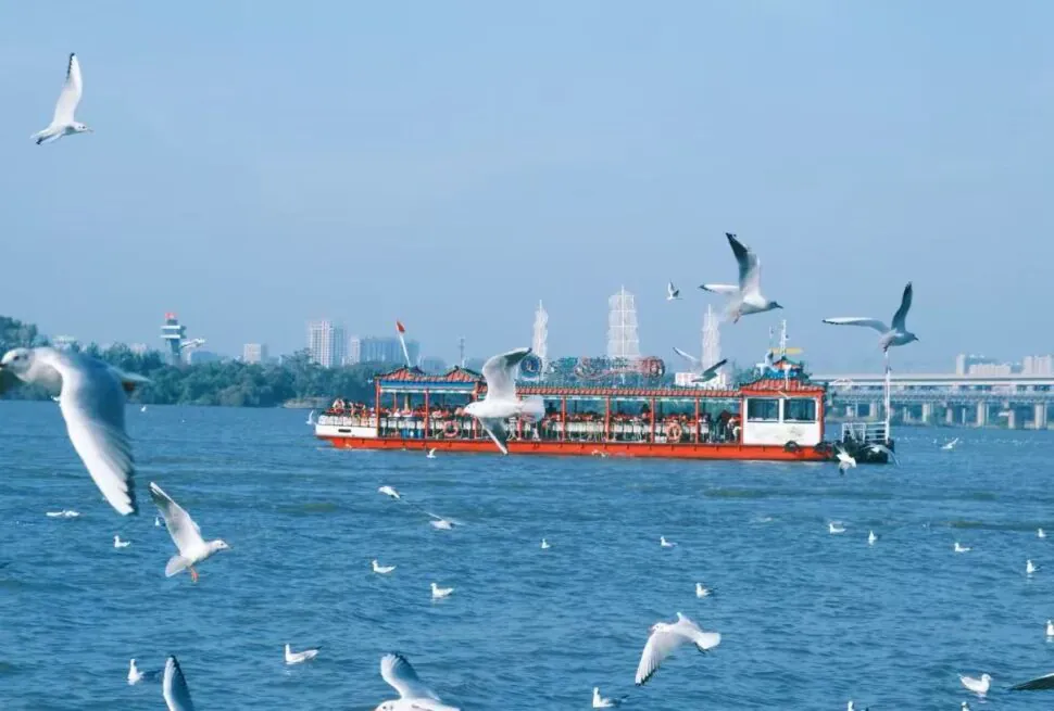 Red passenger boat cruising on a blue river, surrounded by flying seagulls with a distant city skyline in the background?