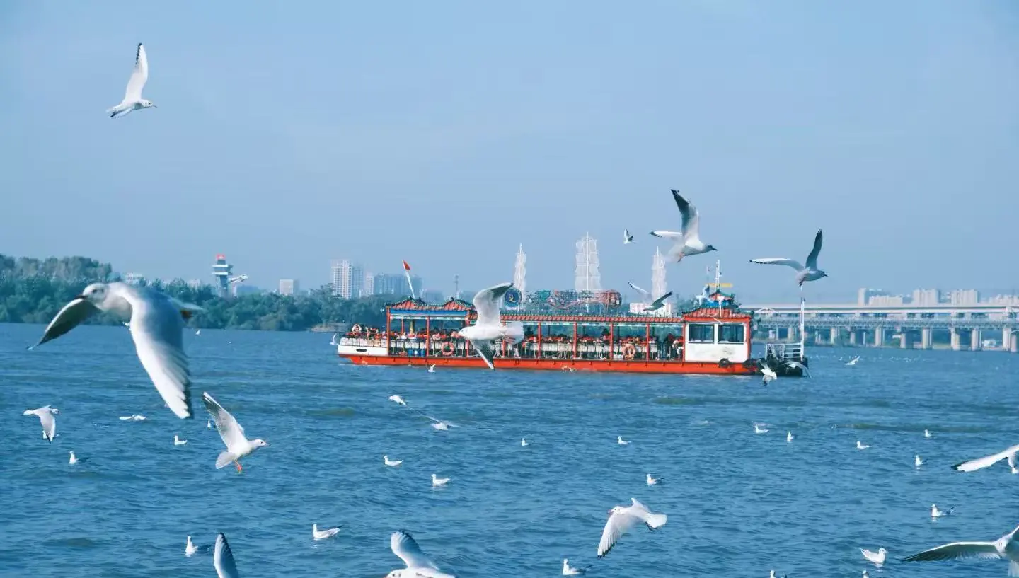 Songhua River,Jilin,Chinatour Red passenger boat cruising on a blue river, surrounded by flying seagulls with a distant city skyline in the background?