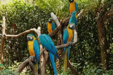 Hangzhou Safari Park,Hangzhou,Chinatour Several blue-and-yellow macaws perched on brown branches in a lush green enclosure.