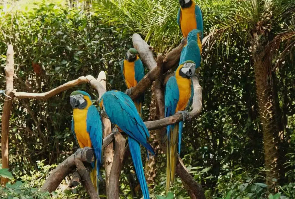 Hangzhou Safari Park,Hangzhou,Chinatour Several blue-and-yellow macaws perched on brown branches in a lush green enclosure.