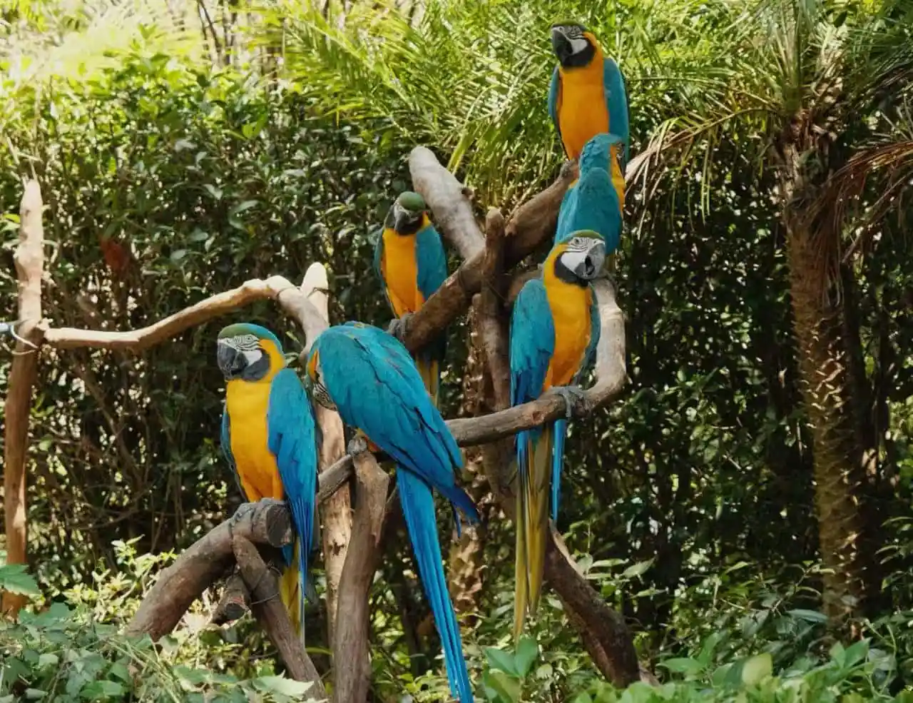 Hangzhou Safari Park,Hangzhou,Chinatour Several blue-and-yellow macaws perched on brown branches in a lush green enclosure.