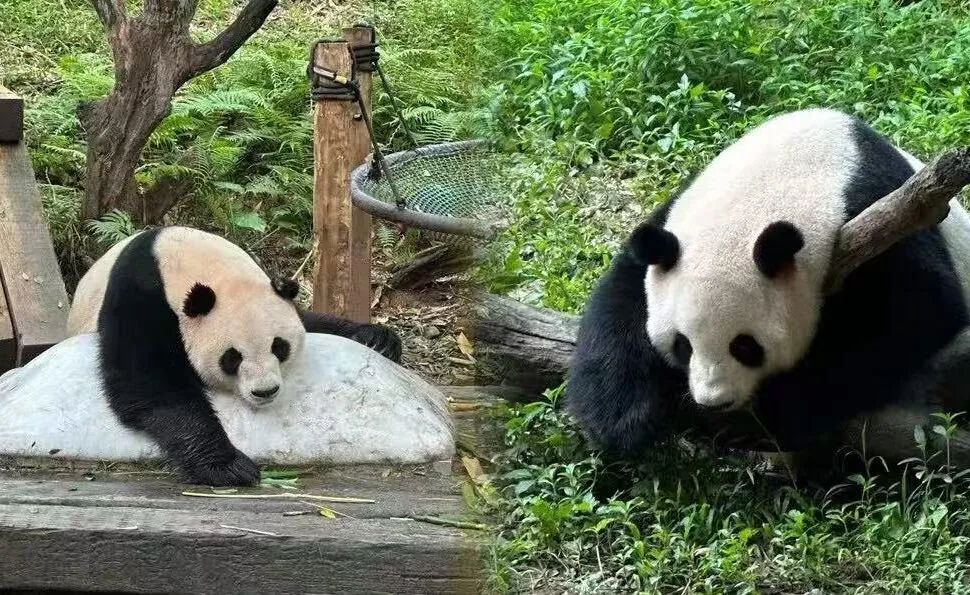 Two giant pandas resting on rocks in a green enclosure, one leaning on a rock and the other sitting nearby.