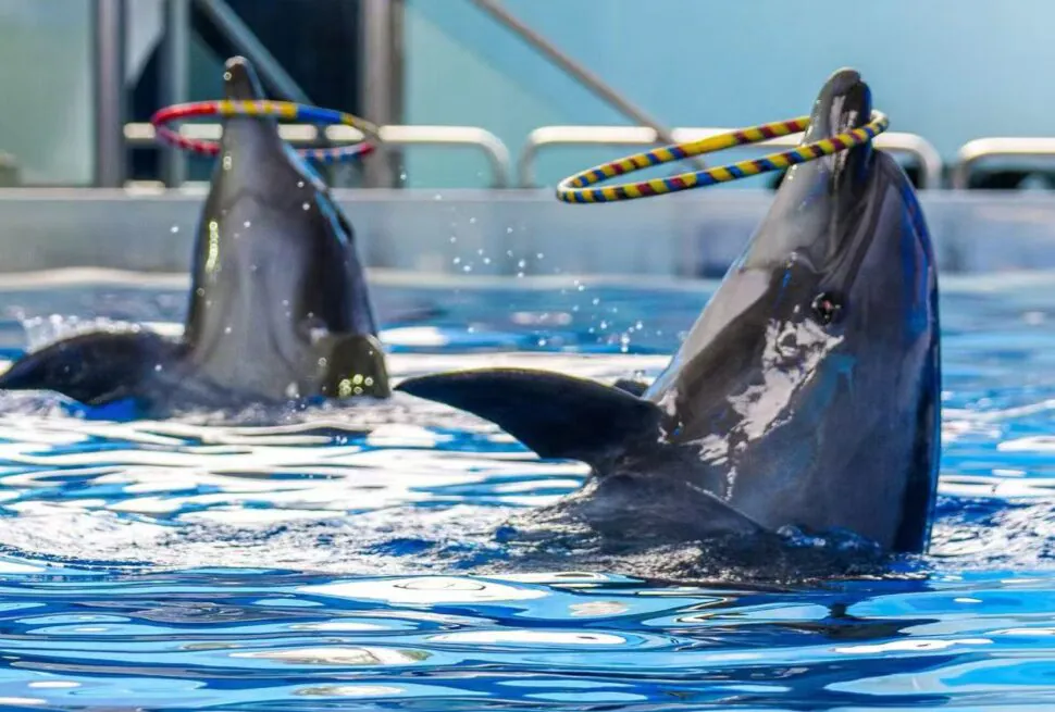 Two dolphins balance colorful hoops on their snouts while surfacing in a pool during a show.