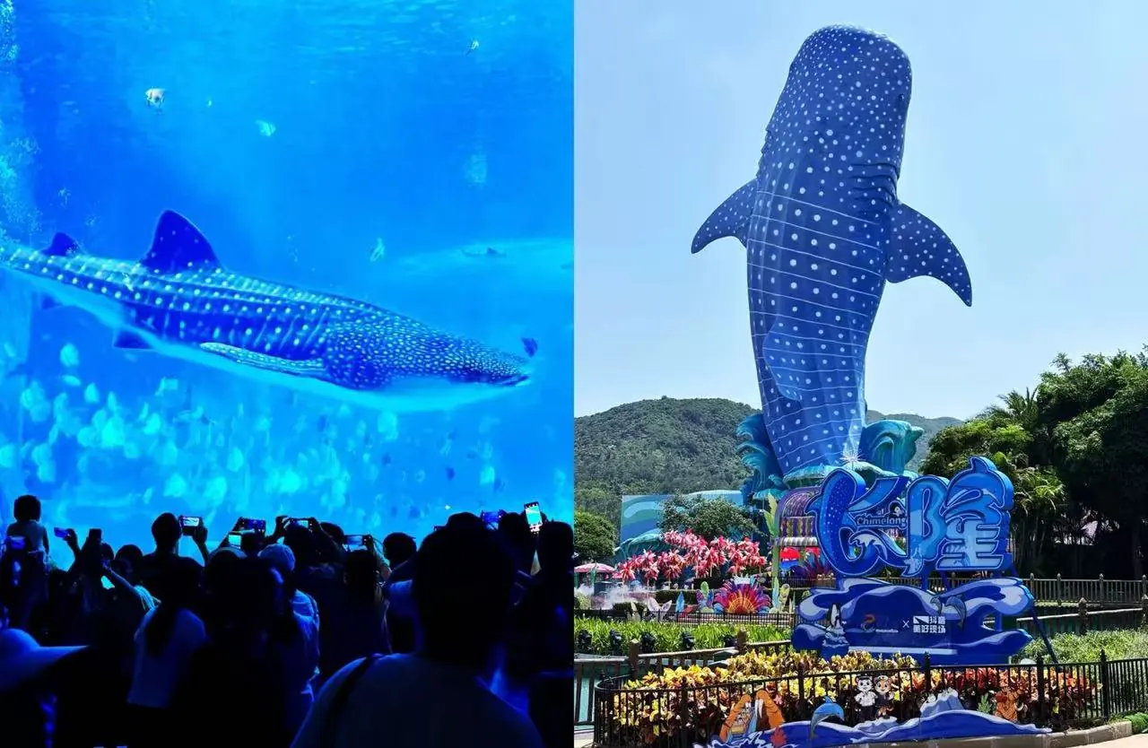 Chimelong Ocean Kingdom,Zhuhai,Chinatour Split image: left shows a spotted whale shark swimming in a blue aquarium with people taking photos; right shows a tall blue whale statue with white spots at a theme park.