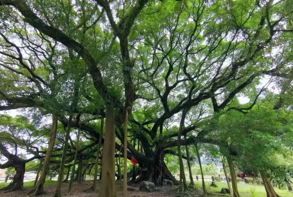 Old banyan tree with many aerial roots and sprawling branches in a park setting,Yangshuo Big Banyan Tree Scenic Area,Yangshuo,Guangxi,Chinatravel