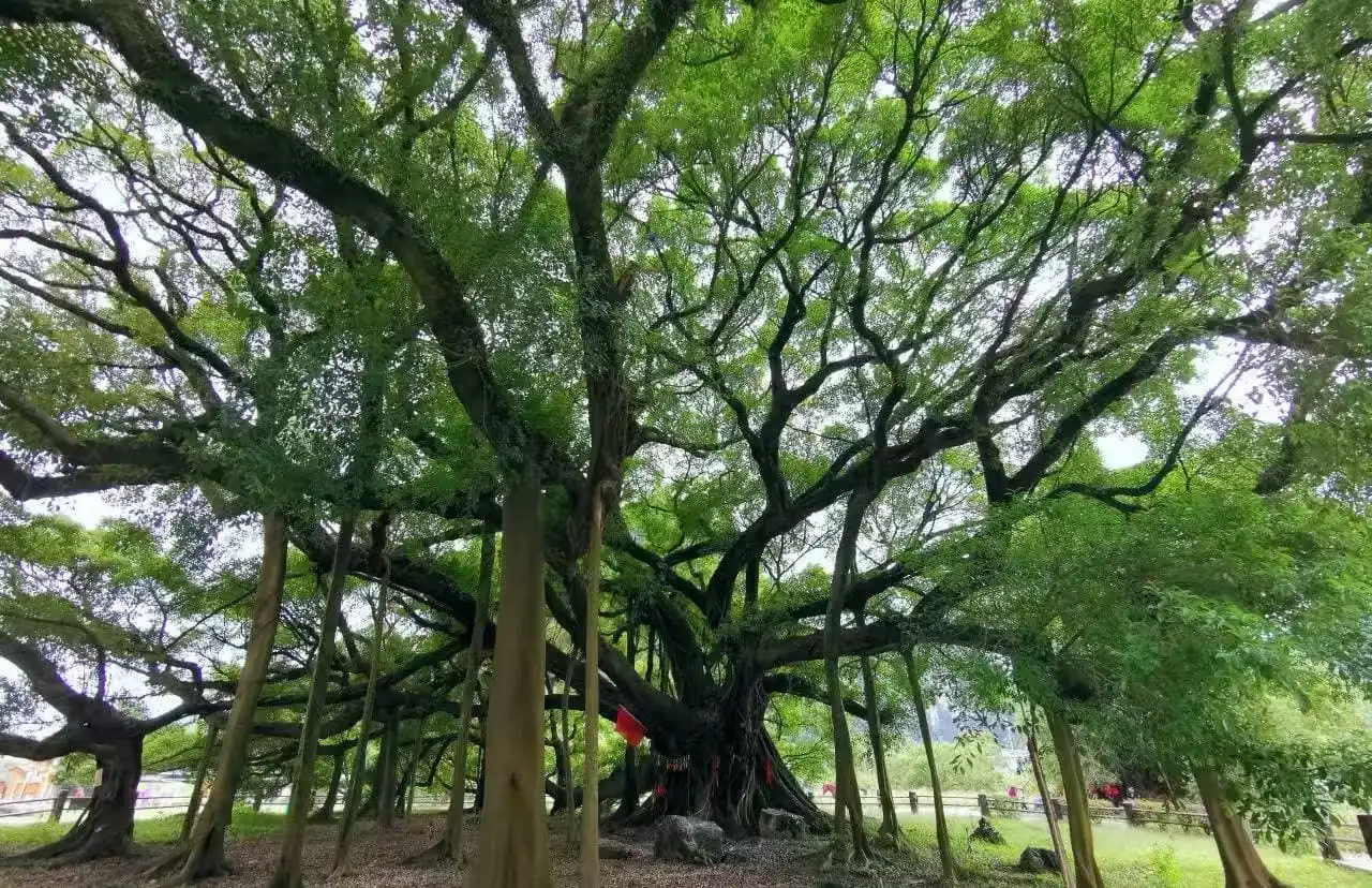 Old banyan tree with many aerial roots and sprawling branches in a park setting,Yangshuo Big Banyan Tree Scenic Area,Yangshuo,Guangxi,Chinatravel