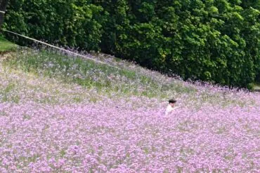 Xiamen Botanical Garden,Xiamen,Chinatour Person wearing a hat stands among a slope of pink flowers with dense green hedges in the background.