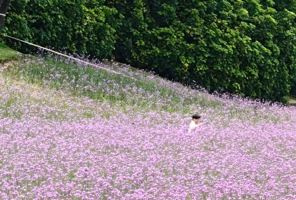 Xiamen Botanical Garden,Xiamen,Chinatour Person wearing a hat stands among a slope of pink flowers with dense green hedges in the background.