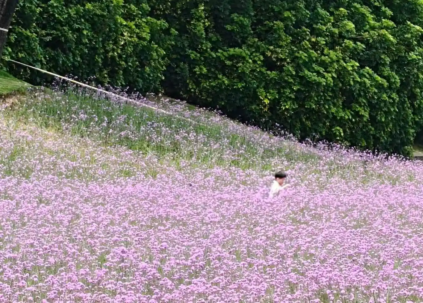 Xiamen Botanical Garden,Xiamen,Chinatour Person wearing a hat stands among a slope of pink flowers with dense green hedges in the background.