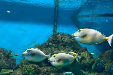 Xiamen Underwater World,Xiamen,Chinatour Three silver-yellow surgeonfish swimming around rocky coral in a blue aquarium tank