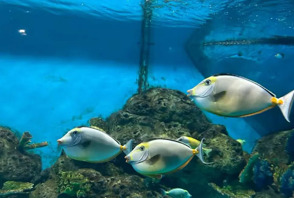 Xiamen Underwater World,Xiamen,Chinatour Three silver-yellow surgeonfish swimming around rocky coral in a blue aquarium tank
