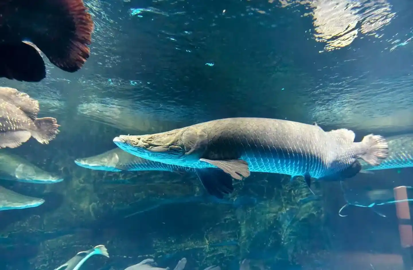 Large long-snouted gar swimming in an aquarium with blue-tinted water and other fish in view in the background.Guilin Ocean World,Guangxi,Chinatravel