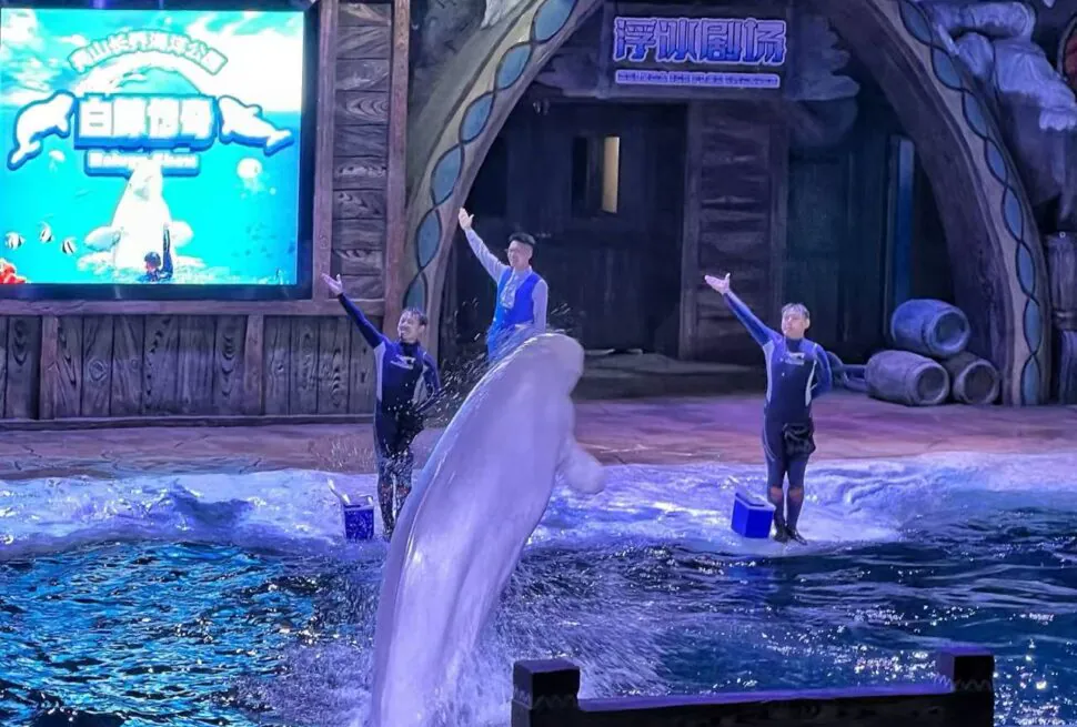 Dolphin leaps out of water during a marine show as three trainers stand on the pool edge with raised arms.