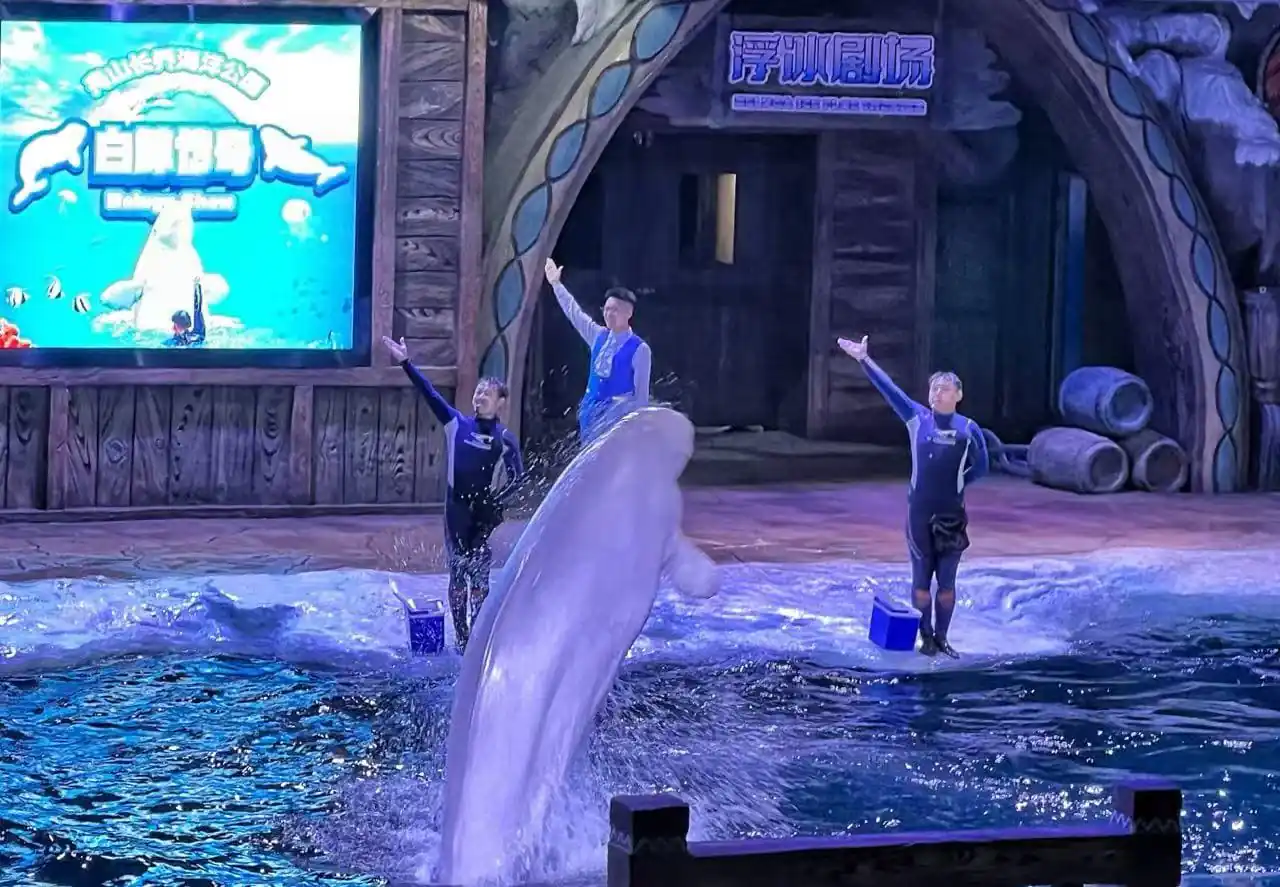 Changqiao Ocean Park,Zhoushan,Chinatour Dolphin leaps out of water during a marine show as three trainers stand on the pool edge with raised arms.