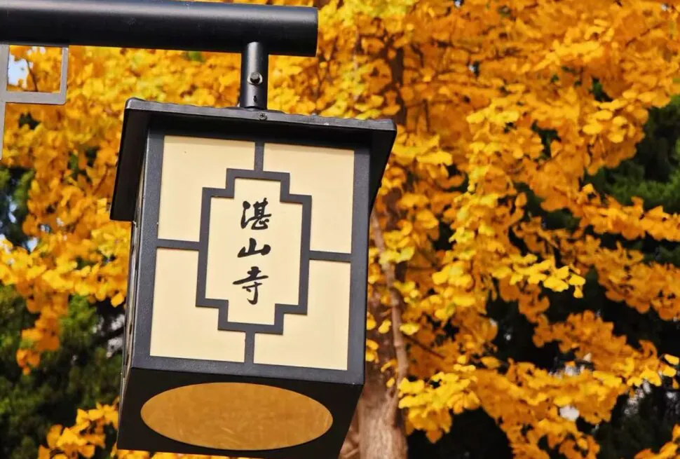 Zhanshan Temple,Qingdao,Chinatour Japanese-style hanging lantern with kanji inscription, set against bright autumn yellow leaves.