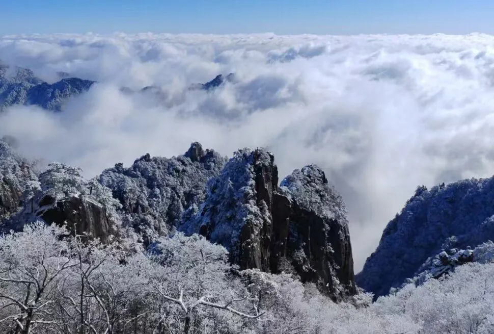 Yellow Mountain,Huangshan,Chinatour Snowy jagged peaks rise above a sea of clouds under a clear blue sky, with frost-covered trees in the foreground.
