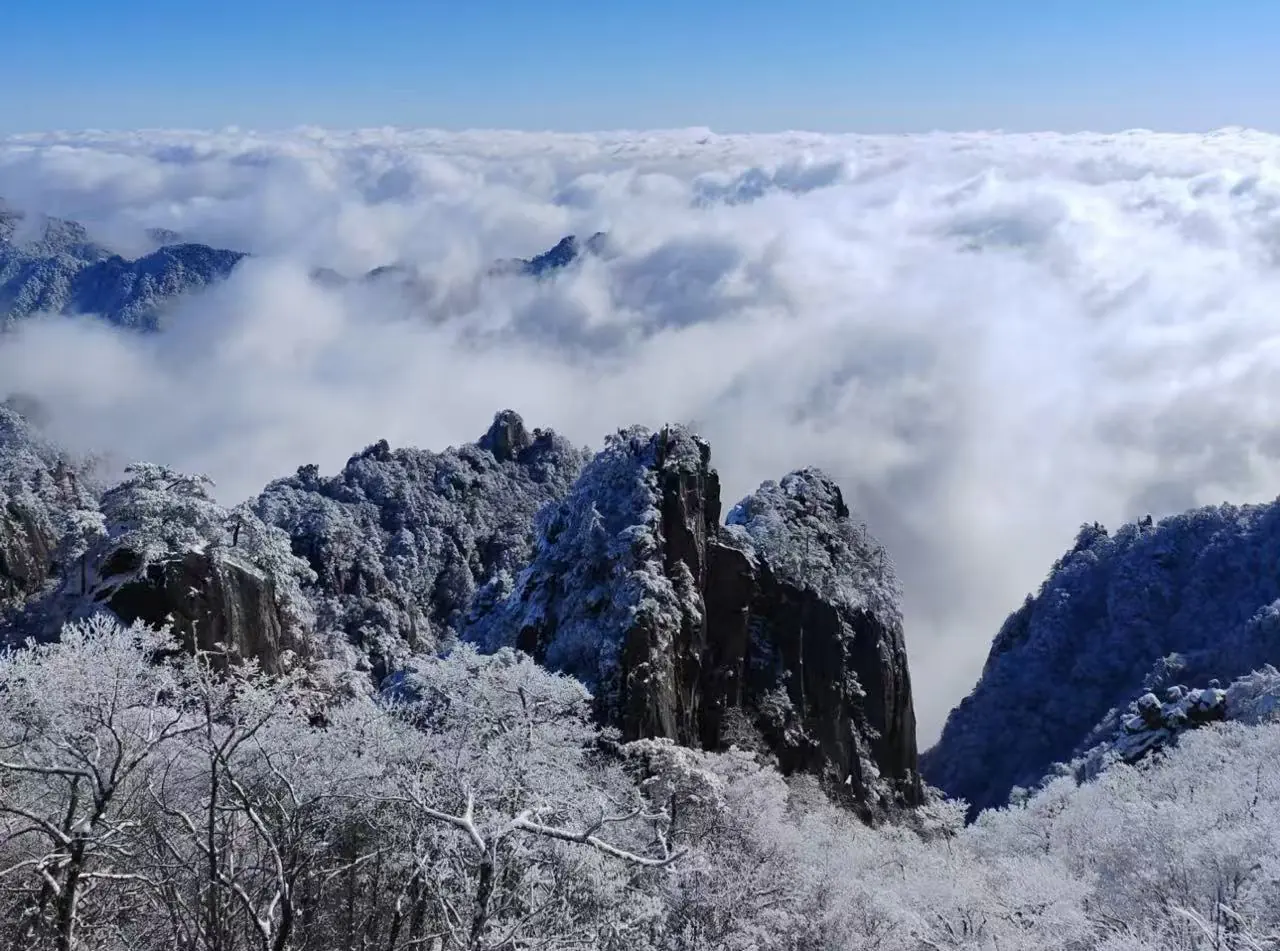 Yellow Mountain,Huangshan,Chinatour Snowy jagged peaks rise above a sea of clouds under a clear blue sky, with frost-covered trees in the foreground.