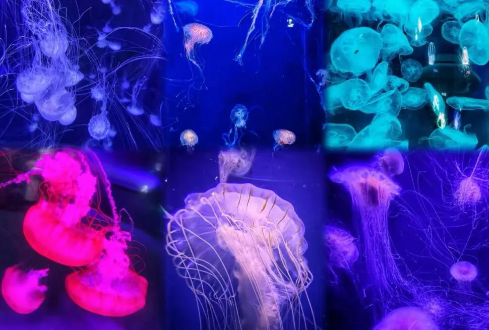 Qingdao Underwater World,Qingdao,Chinatour Jellyfish drifting in a dark aquarium illuminated by neon purple, blue, and pink lights.