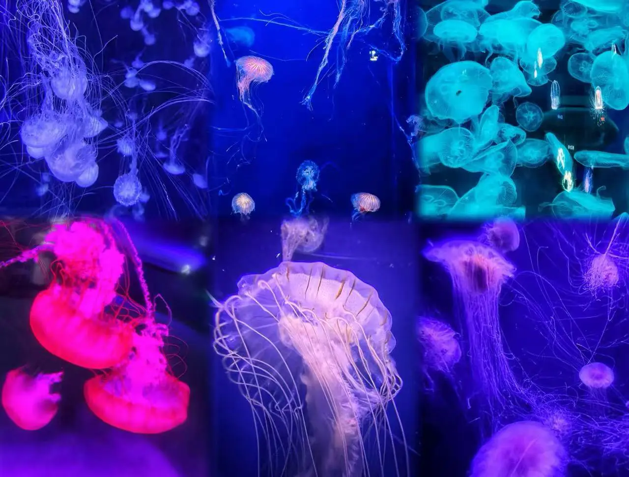 Jellyfish drifting in a dark aquarium illuminated by neon purple, blue, and pink lights.