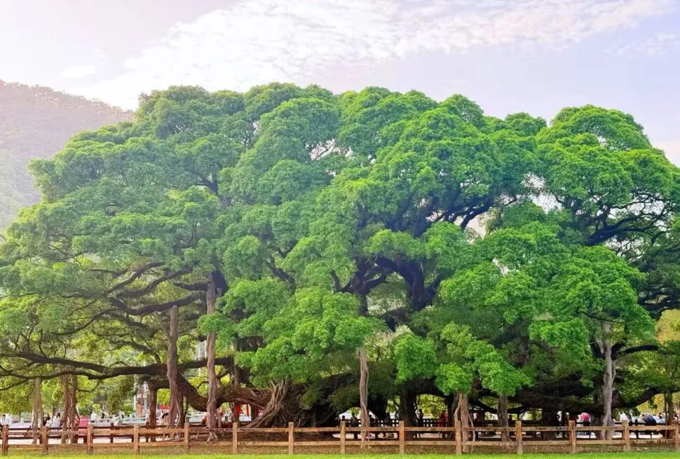 National Forest Park ,Fuzhou,Chinatour Large sprawling tree with dense green canopy in a park, with a wooden fence and people underneath.