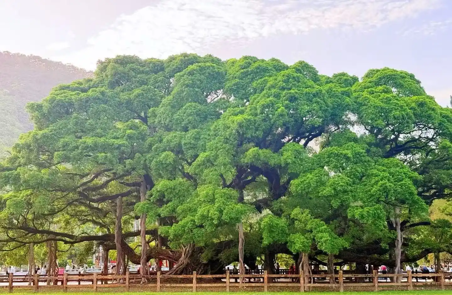 National Forest Park ,Fuzhou,Chinatour Large sprawling tree with dense green canopy in a park, with a wooden fence and people underneath.