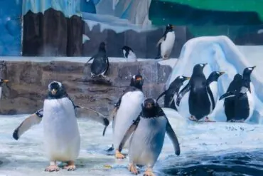 Qingdao Polar Ocean World,Qingdao,Chinatour Group of penguins standing on icy ground near a pool in a snowy, icy exhibit backdrop.