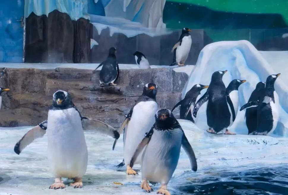 Qingdao Polar Ocean World,Qingdao,Chinatour Group of penguins standing on icy ground near a pool in a snowy, icy exhibit backdrop.