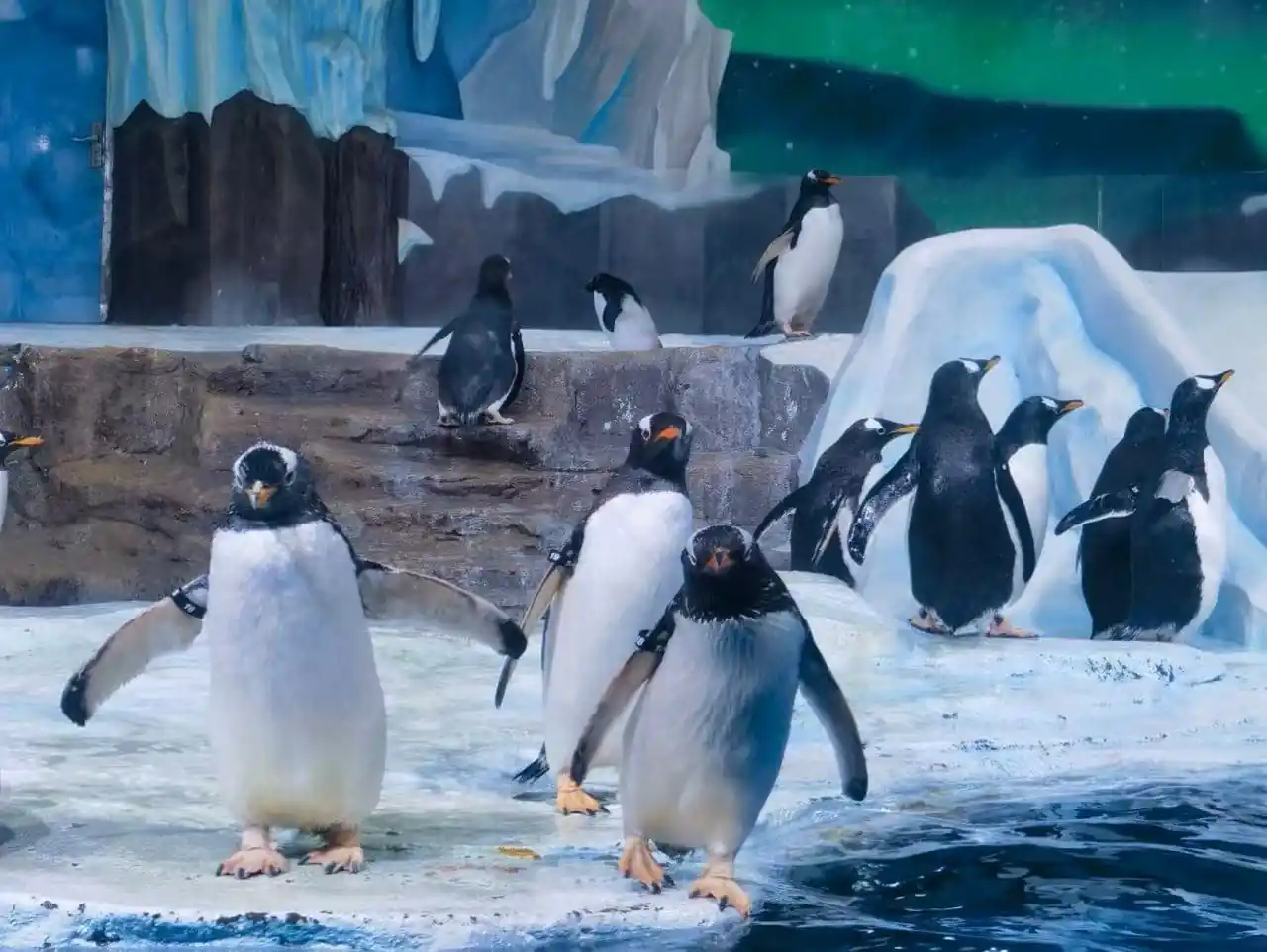 Qingdao Polar Ocean World,Qingdao,Chinatour Group of penguins standing on icy ground near a pool in a snowy, icy exhibit backdrop.